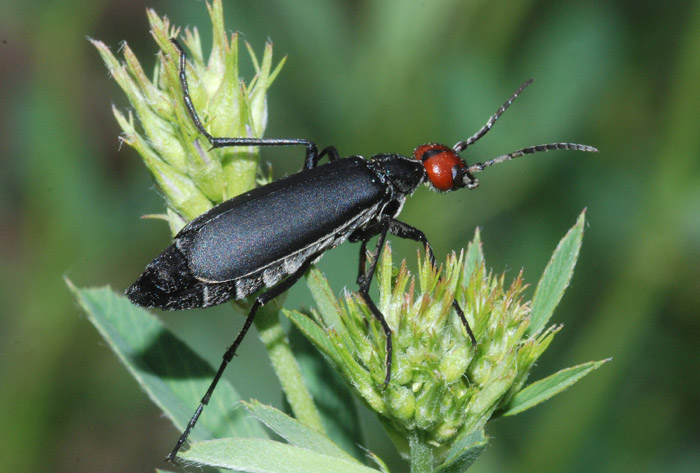 Da determinare: Epicauta rufidorsum